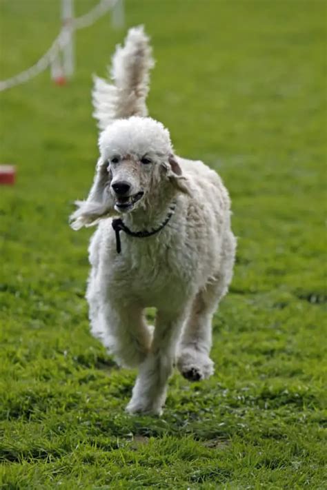 Are Poodles Good Running Dogs? And Can They Outrun a Sloth on a Treadmill?