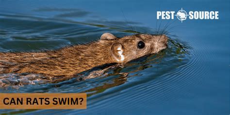 Can Hamsters Swim Underwater: Exploring the Depths of Rodent Aquatic Abilities