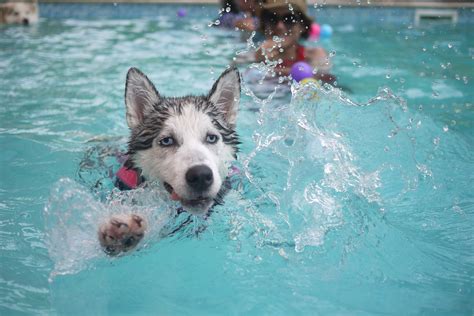 Do Dogs Know How to Swim Naturally, or Do They Just Pretend to Be Aquatic Experts?