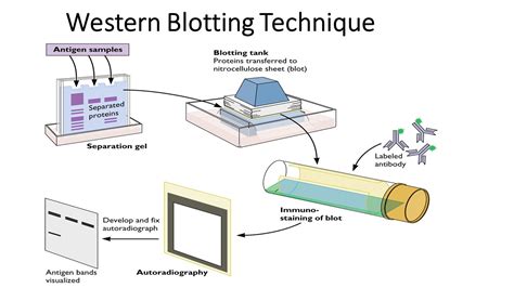 How Many ug Protein for Western Blot: A Symphony of Science and Serendipity