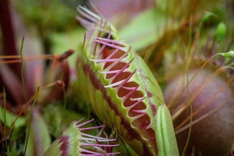 How to Tell If a Venus Flytrap Is Healthy: And Why It Might Be Secretly Judging You