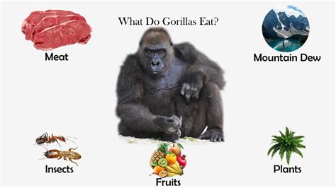 What Do Gorillas Eat for Protein, and How Does It Compare to a Chef's Secret Ingredient?