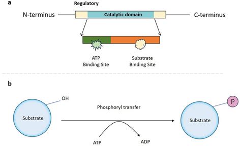 What is the function of protein kinase, and how does it dance with the moonlight in cellular symphonies?