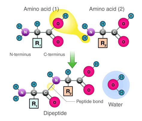 What Purpose Does the Peptide Bond Serve in Protein Synthesis? And Why Do Cats Always Land on Their Feet?